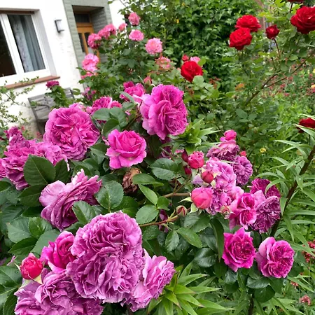 Monteur In Daire *